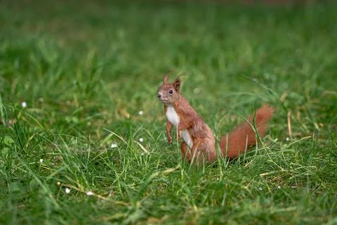 A squirrel standing on the ground Foto stock