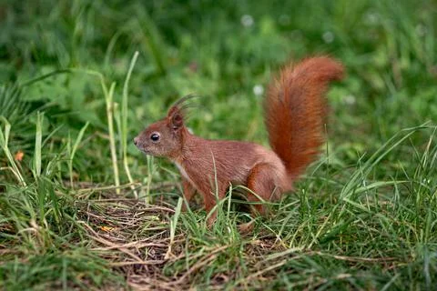 A squirrel standing on the ground Stock Photos