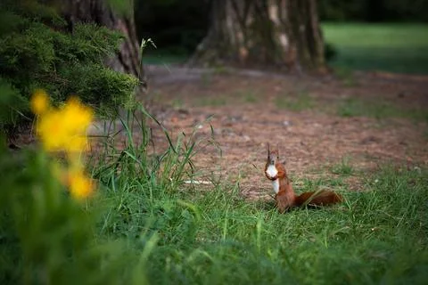 A squirrel standing on the ground Foto stock