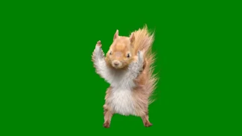 Squirrel standing its hinds green screen dancing small brown ham animated 库存影片 314067834