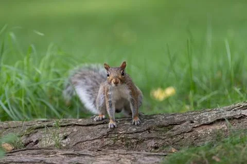 Squirrel standing on a log in Central Park grass Stock Photos