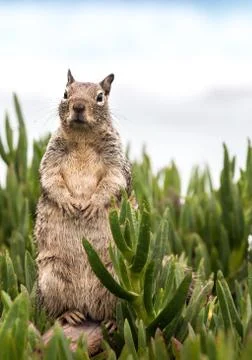 Squirrel standing up Stock Photos