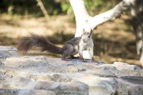 A squirrel standing on a rock 스톡 사진