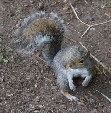 Squirrel standing on rough ground showing detail and bushy tail Stock Photos