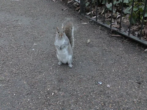 Squirrel standing still on the sidewalk. Stock Footage 71121178