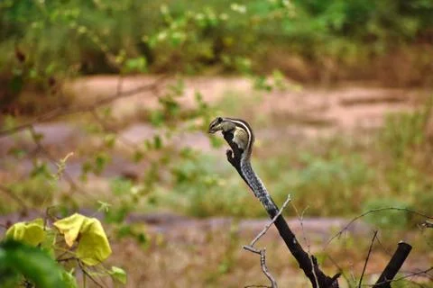 Squirrel standing on the tip of a branch Stock Photos