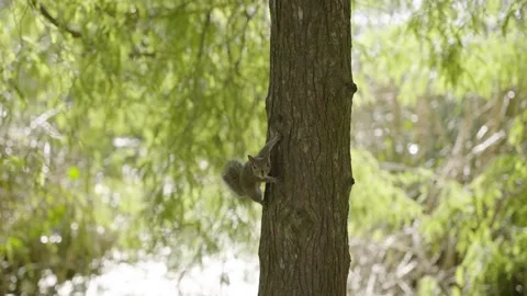 Squirrel standing on a tree 120fps Stock Footage 220450308
