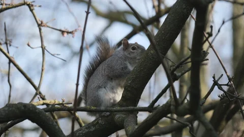 A squirrel standing on a tree branch and then looking at the camera. Stock Footage 171433607