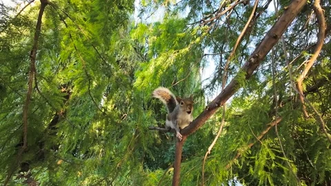 Squirrel standing on tree branch showing aggressive behavior shaking tail. Stock Footage 324962987