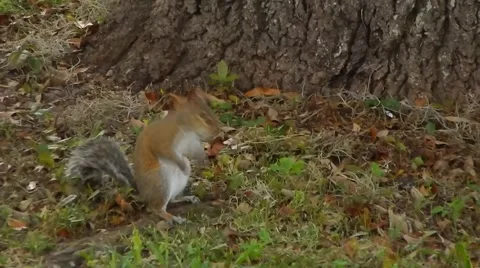 Squirrel standing by tree Vídeos de archivo 45529612