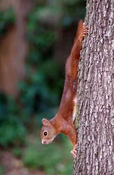 A squirrel standing on a tree Stock Photos