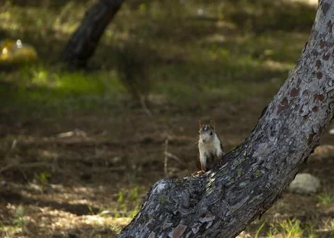 Squirrel standing on a tree Stock Photos