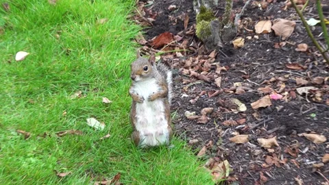 Squirrel standing upright for attention or food Stock Footage 318354553