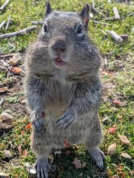 Squirrel standing upright with full cheeks and peanut residue 库存照片