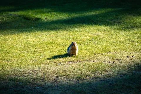 Squirrel standing upright on grass Stock Photos