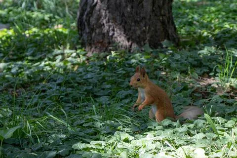A squirrel stands in grass below a tree in natural landscape Fotos de archivo