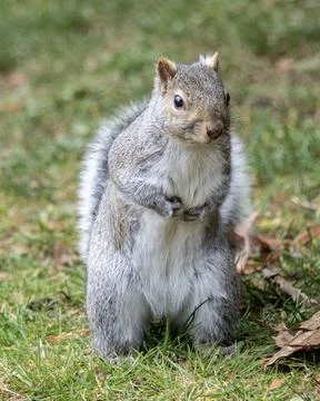 Squirrel stands on hind legs observing surroundings in a park during the af.. Stock Photos