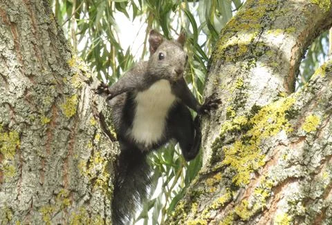 A squirrel stands with its legs on two tree trunks in Romania Stock Photos