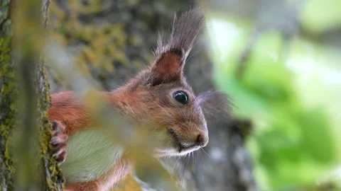 Squirrel staring down on a tree closeup 스톡 동영상 196426623