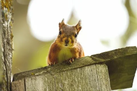Squirrel staring Stock Photos