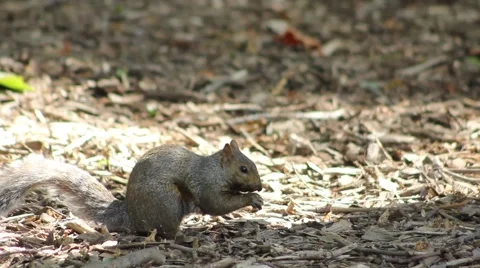 Squirrel Stashing Nuts Close Up and Scratching Stock Footage 52795007