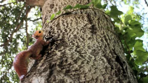 Squirrel Statue in Tree 스톡 동영상 11024518
