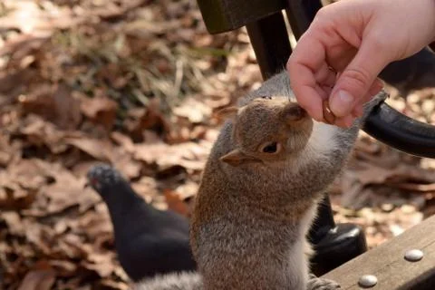 Squirrel Stealing Nuts in the Park Stock Photos