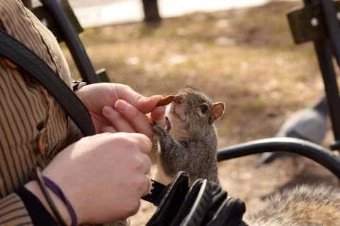 Squirrel Stealing Nuts in the Park Foto stock
