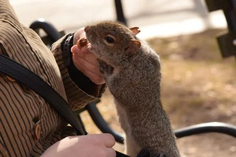 Squirrel Stealing Nuts in the Park Stock Photos