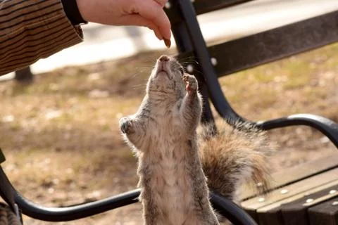 Squirrel Stealing Nuts in the Park Stock Photos