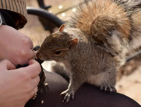 Squirrel Stealing Nuts in the Park Stock Photos