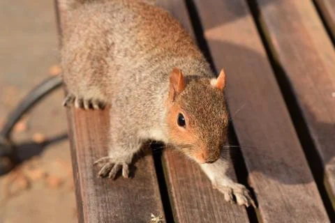 Squirrel Stealing Nuts in the Park Stock Photos