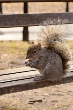 Squirrel Stealing Nuts in the Park Stock Photos