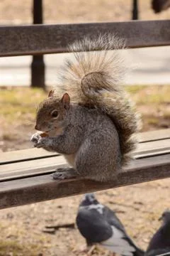 Squirrel Stealing Nuts in the Park Foto stock