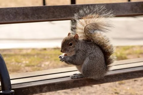 Squirrel Stealing Nuts in the Park Stock Photos