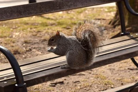 Squirrel Stealing Nuts in the Park Stock Photos