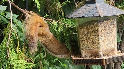 Squirrel stealing seeds from bird feeder Stock Footage 205080494
