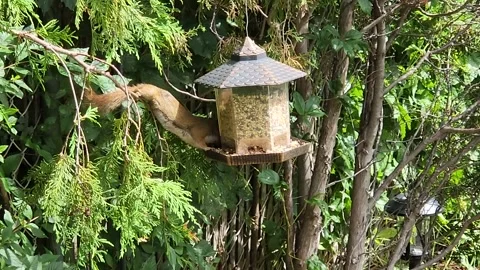 Squirrel stealing seeds from bird feeder Stock Footage 205080559