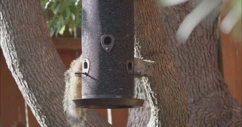 Squirrel stealing seeds from a bird feeder Stock Footage 281278595