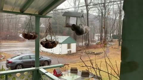 Squirrel Steals Bird Food While Doing Ab Workout on Rainy Day Stock Footage 230919747