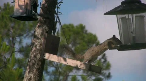 Squirrel Steals Seed from a Bird Feeder Video stock 24707987