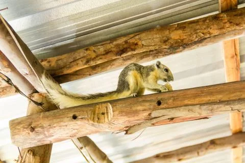 Squirrel is on a stick.1 Stock Photos