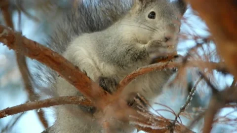 The squirrel stocks up for the winter Stock Footage 200957828
