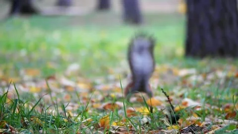 The squirrel stocks up for the winter Stock Footage 200988758