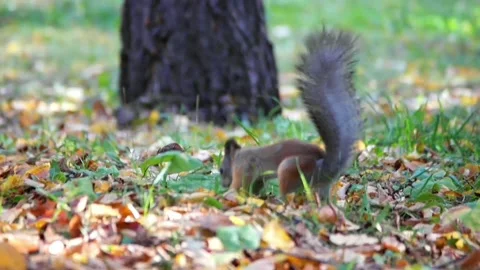 The squirrel stocks up for the winter Stock Footage 200988782