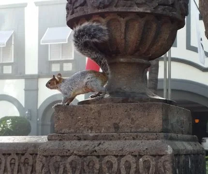 Squirrel in a stone structure in Mexico City Stock Photos