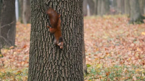 A squirrel stood vertically on a tree trunk with a nut in its teeth. Stock-Footage 320967193