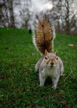 Squirrel streching in green grass Stock Photos