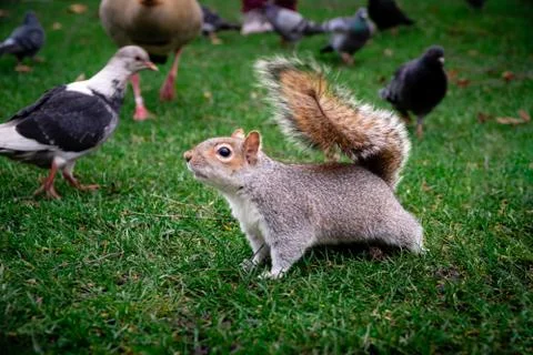Squirrel streching on green grass surrounded by pigeons Stock Photos