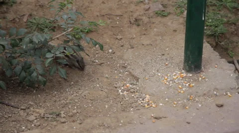 Squirrel in the Street Video stock 40244690